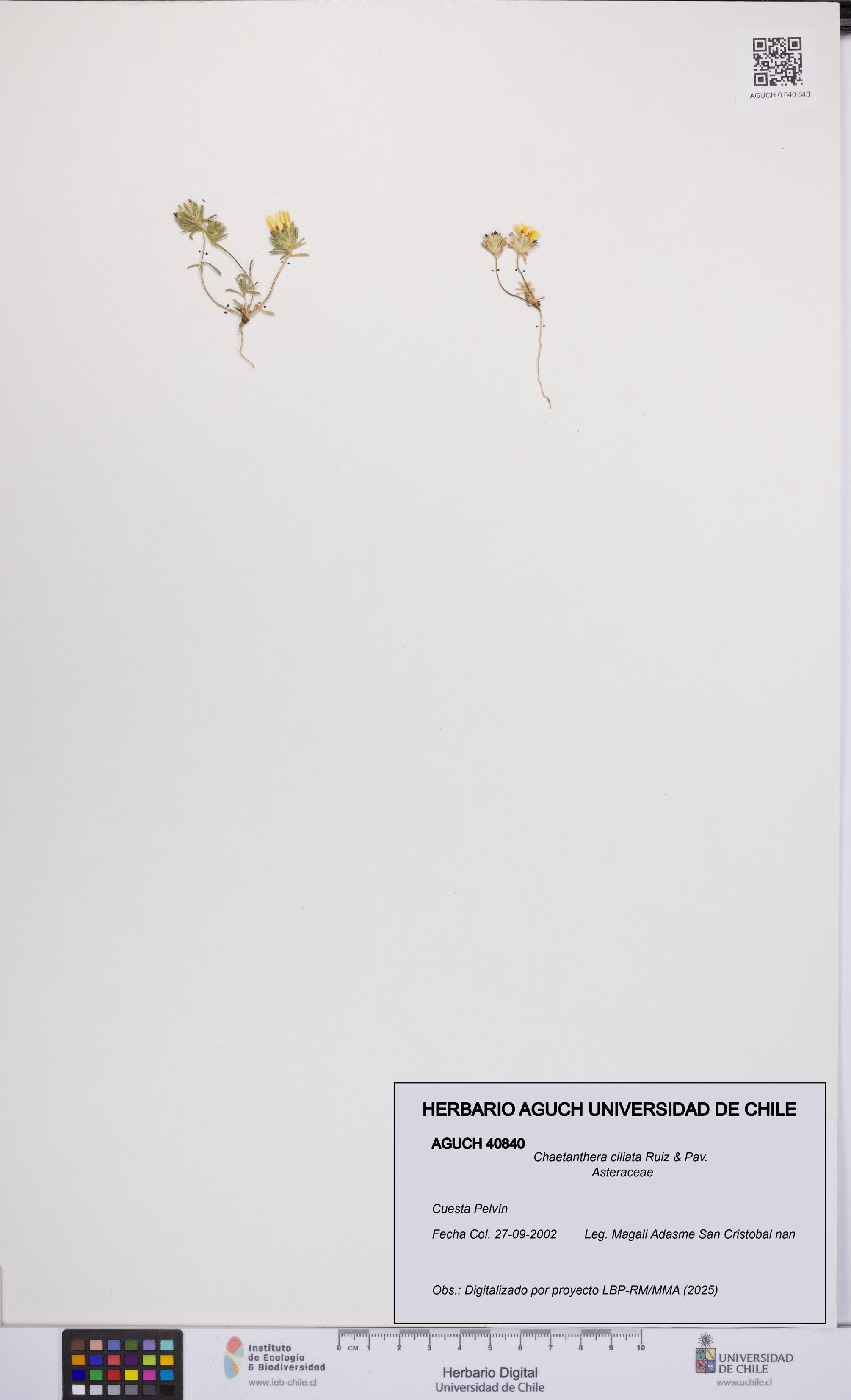 Chaetanthera ciliata [Espécimen: UCH:AGUCH:0040840]