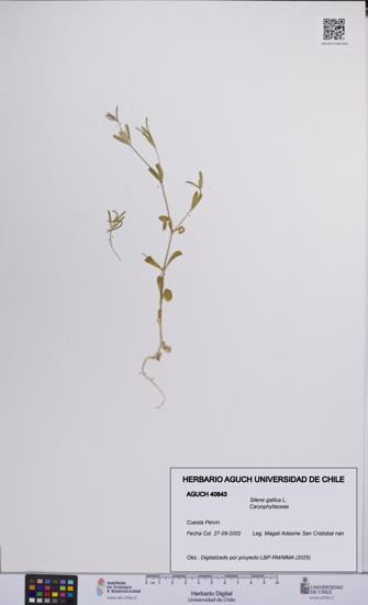 Silene gallica [Espécimen: UCH:AGUCH:0040843]