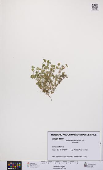 Bowlesia incana [Espécimen: UCH:AGUCH:0040859]