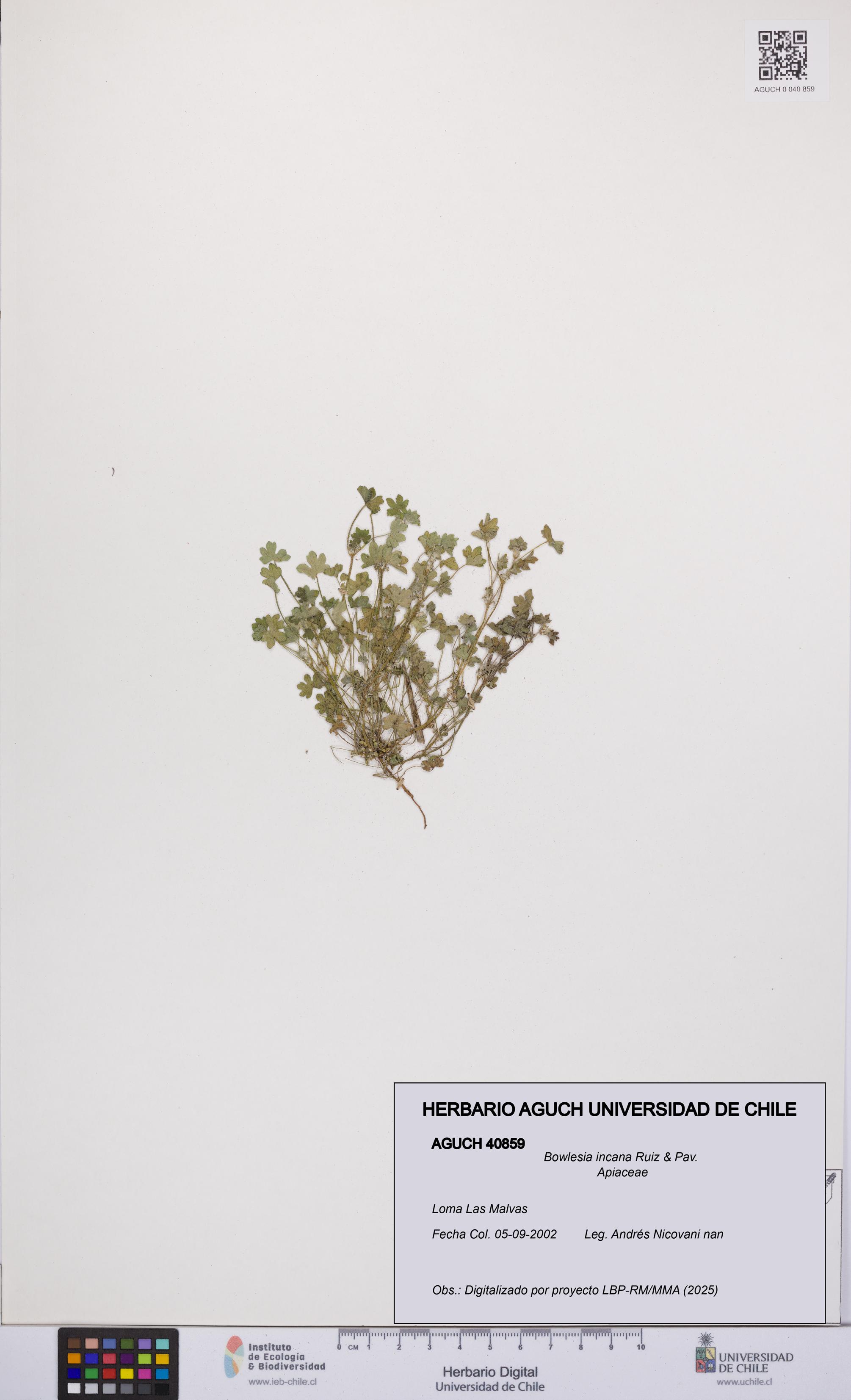 Bowlesia incana [Espécimen: UCH:AGUCH:0040859]