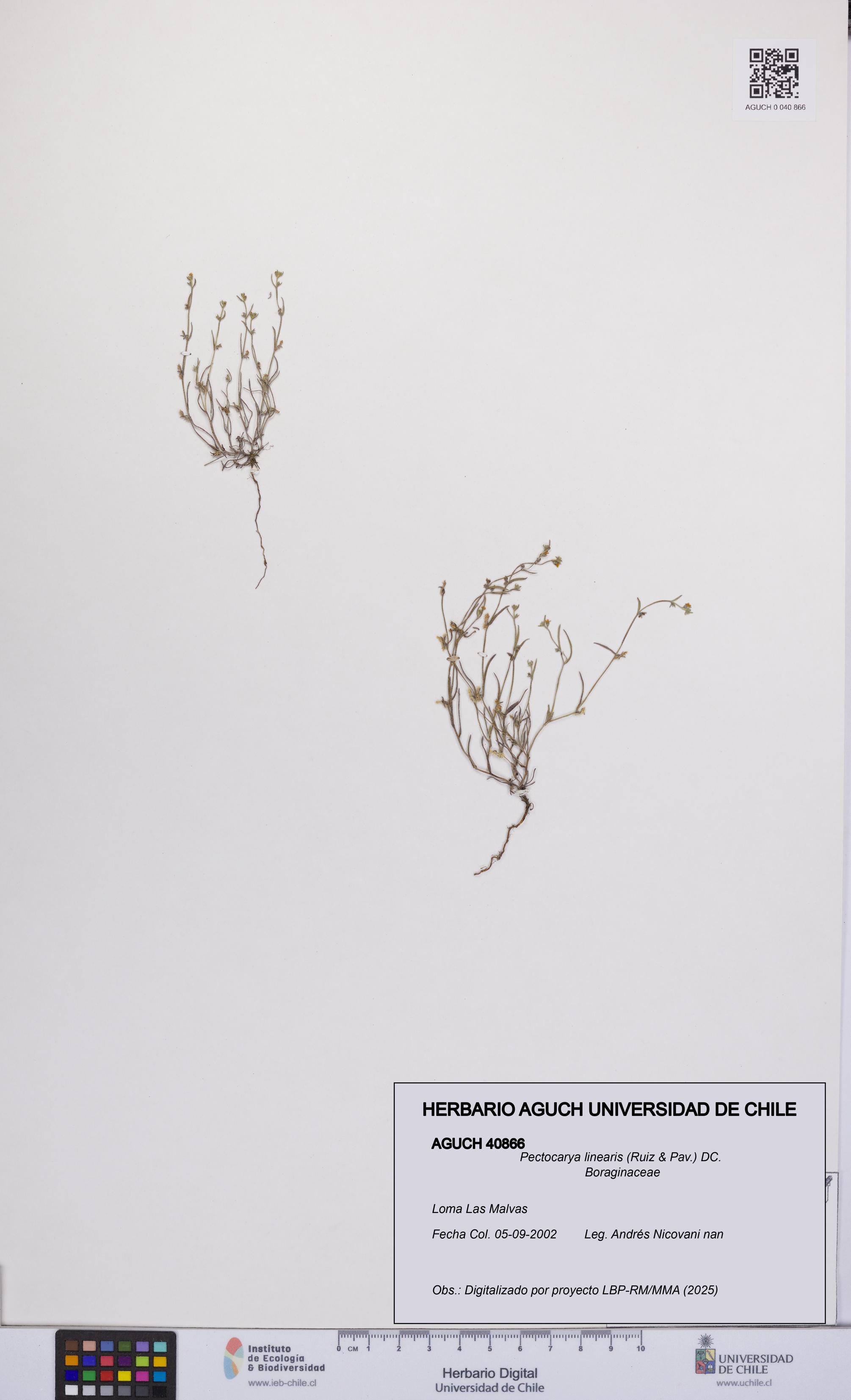 Pectocarya linearis [Espécimen: UCH:AGUCH:0040866]