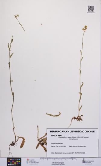 Plagiobothrys muricatus [Espécimen: ]