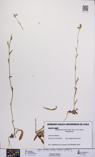 Plagiobothrys fulvus [Espécimen: UCH:AGUCH:0040867]