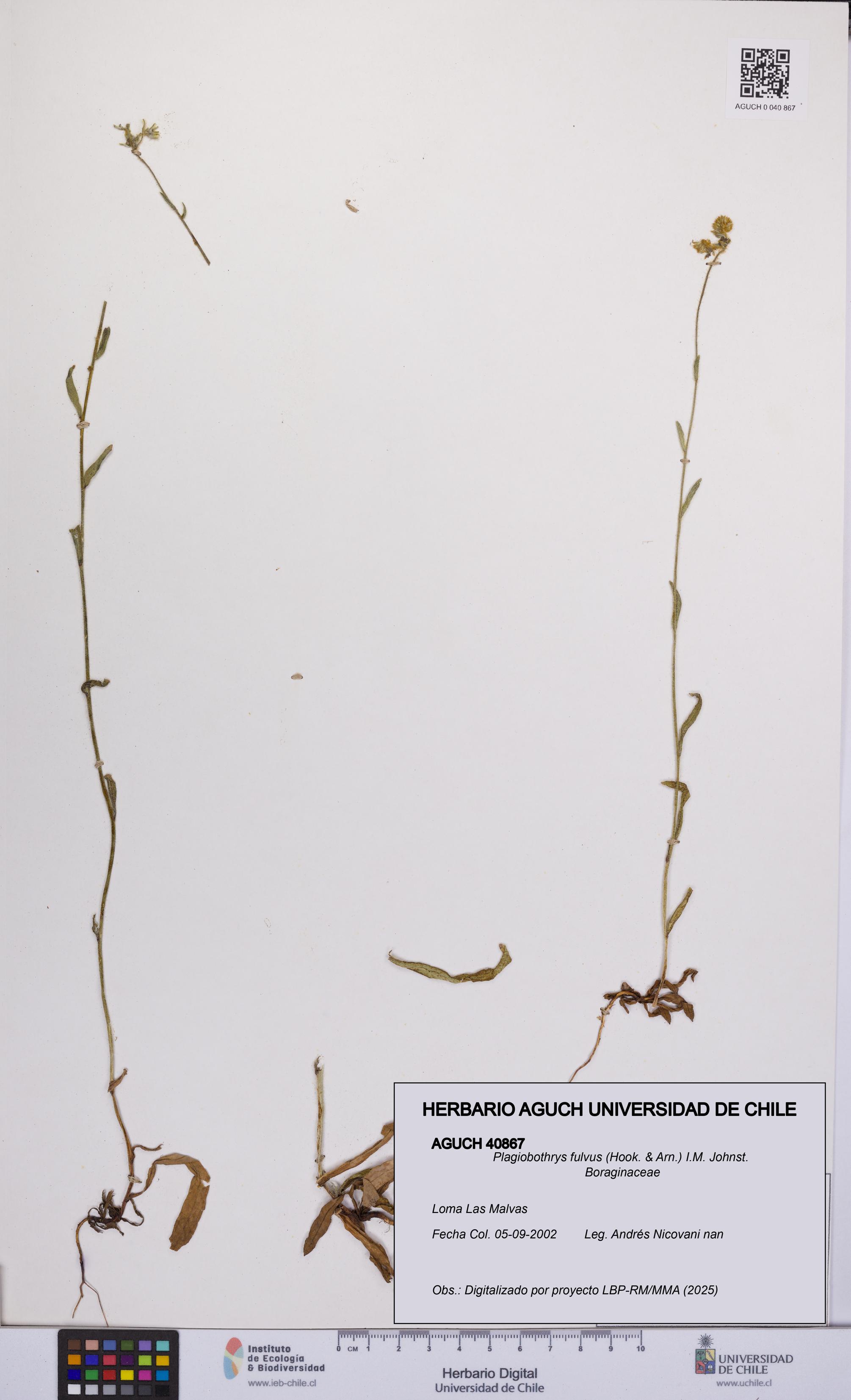 Plagiobothrys fulvus [Espécimen: UCH:AGUCH:0040867]