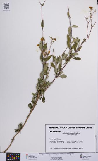 Calceolaria ascendens [Espécimen: UCH:AGUCH:0040880]