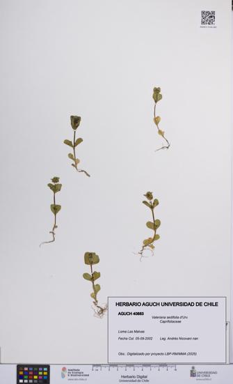 Valeriana sedifolia [Espécimen: UCH:AGUCH:0040883]