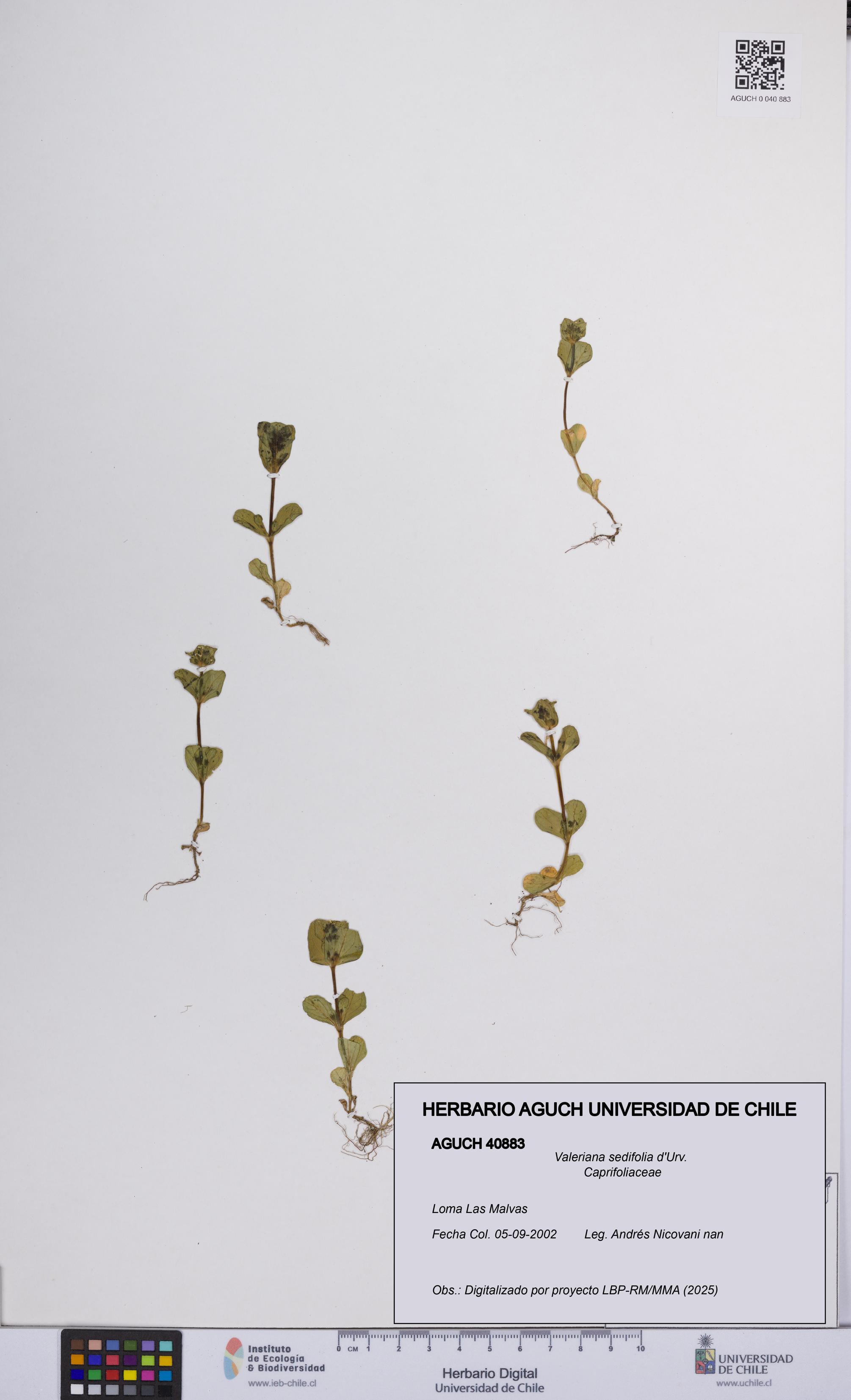 Valeriana sedifolia [Espécimen: UCH:AGUCH:0040883]