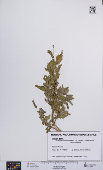 Chenopodiastrum murale [Espécimen: UCH:AGUCH:0040894]