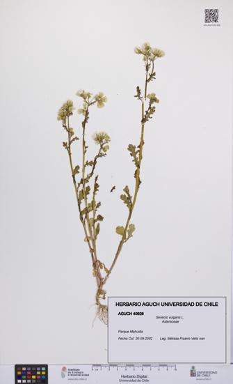 Senecio vulgaris [Espécimen: UCH:AGUCH:0040926]