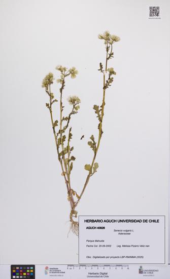 Senecio vulgaris [Espécimen: UCH:AGUCH:0040926]