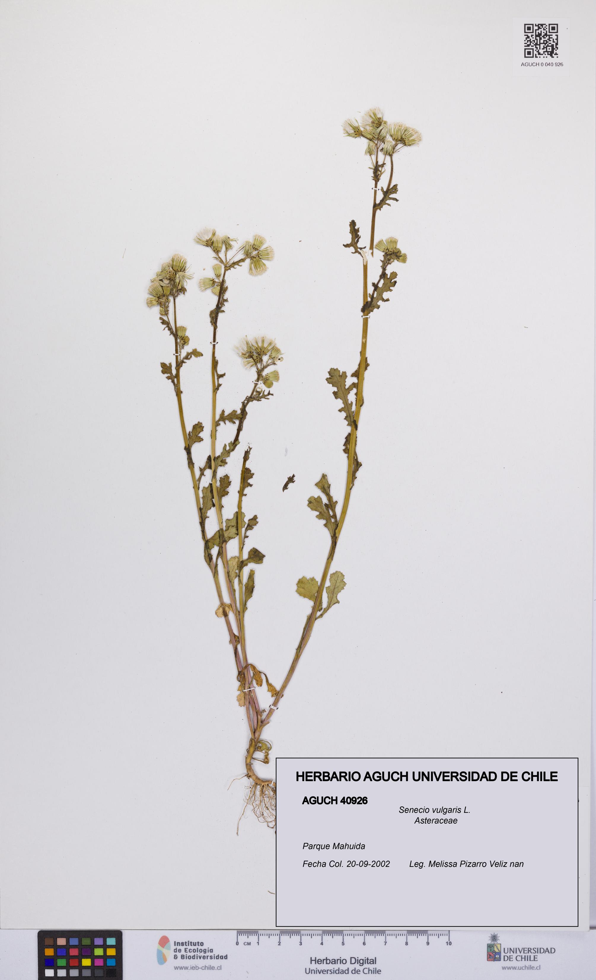 Senecio vulgaris [Espécimen: UCH:AGUCH:0040926]