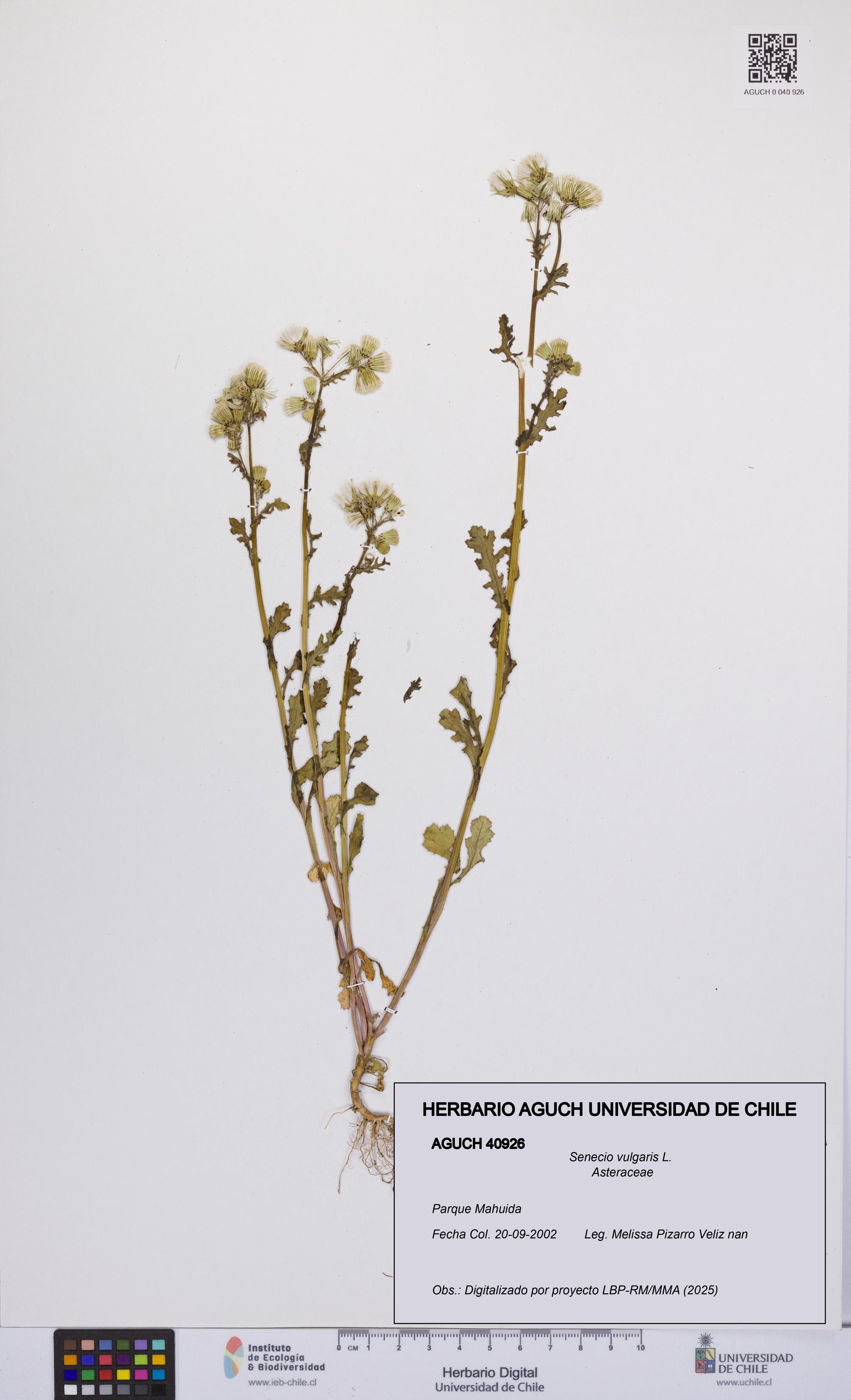 Senecio vulgaris [Espécimen: UCH:AGUCH:0040926]