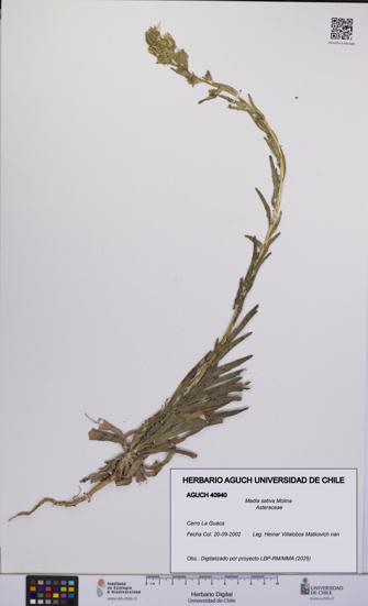 Madia sativa [Espécimen: UCH:AGUCH:0040940]