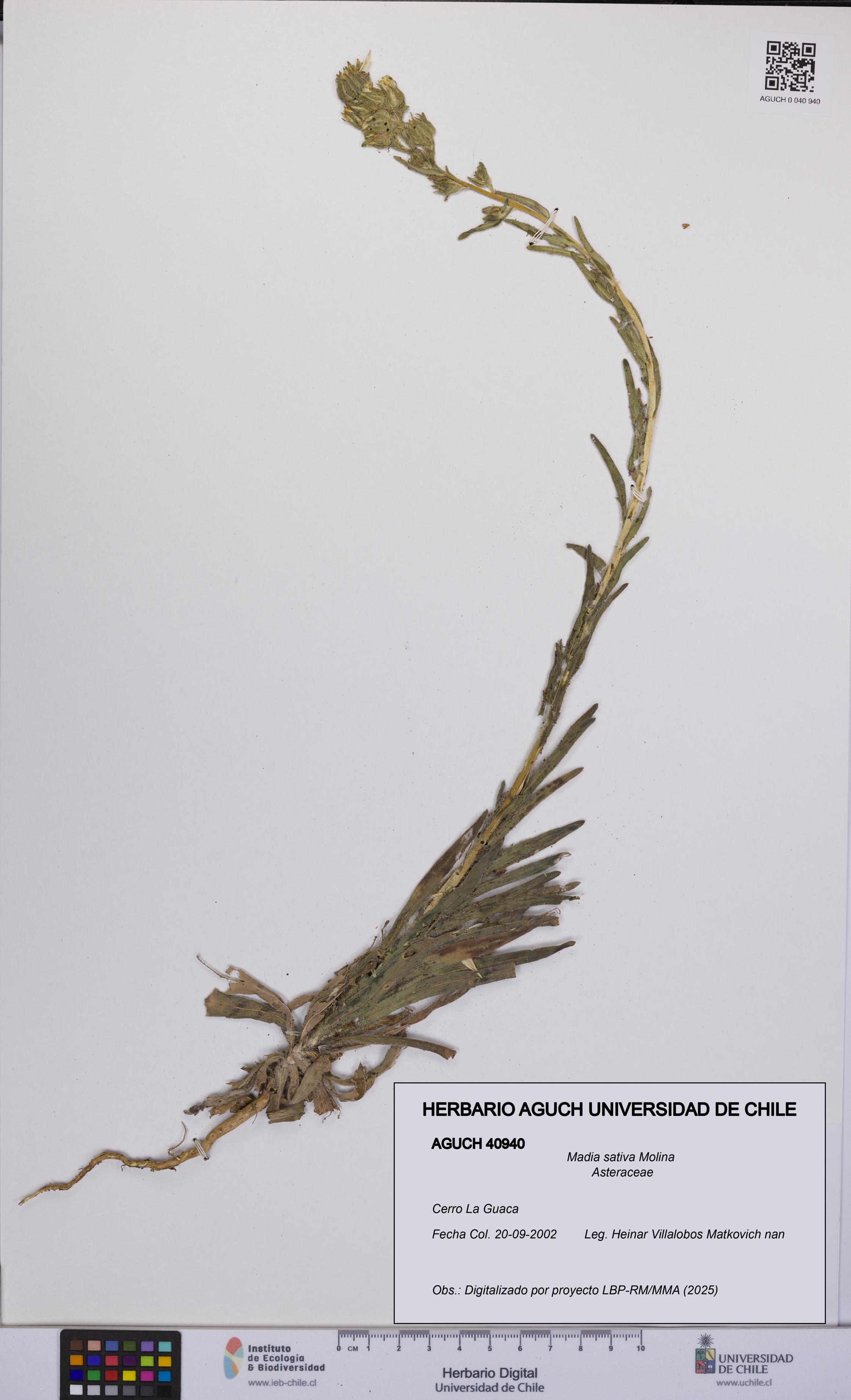 Madia sativa [Espécimen: UCH:AGUCH:0040940]