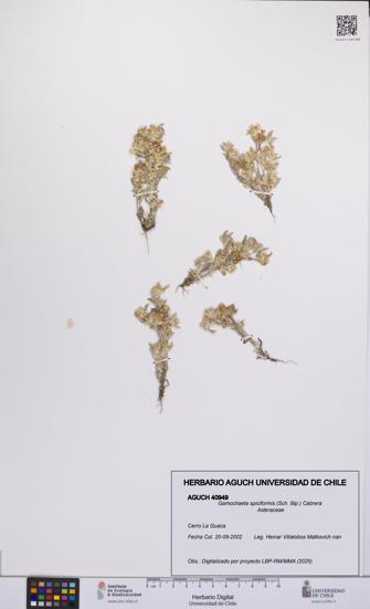 Gamochaeta spiciformis [Espécimen: UCH:AGUCH:0040949]