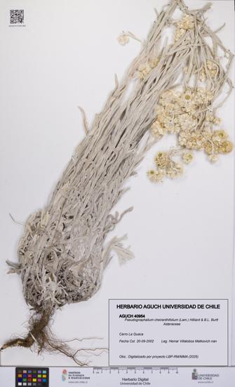 Pseudognaphalium cheiranthifolium [Espécimen: UCH:AGUCH:0040954]