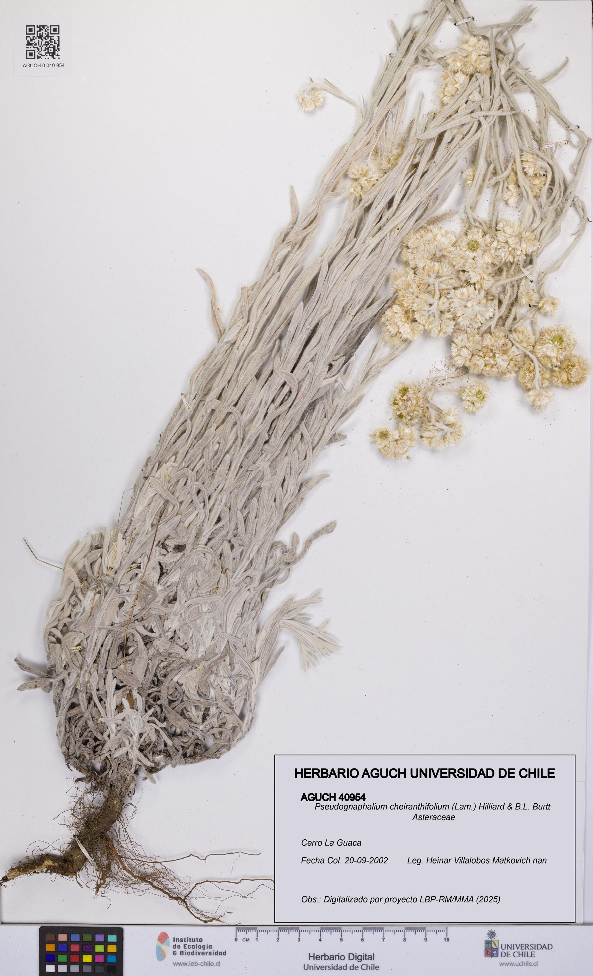 Pseudognaphalium cheiranthifolium [Espécimen: UCH:AGUCH:0040954]