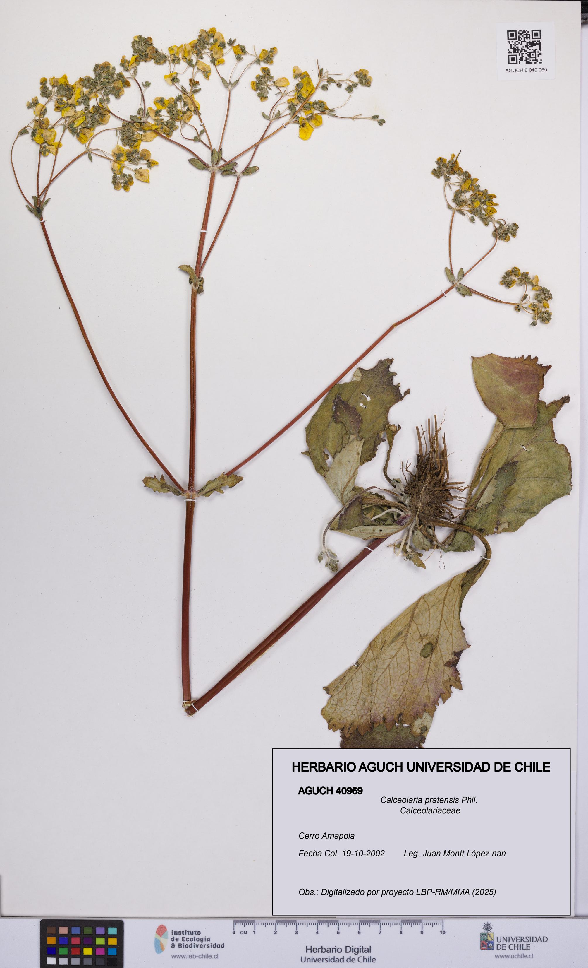Calceolaria pratensis [Espécimen: UCH:AGUCH:0040969]
