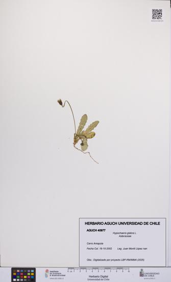 Hypochaeris glabra [Espécimen: UCH:AGUCH:0040977]
