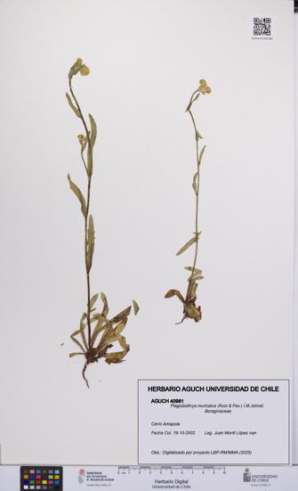 Plagiobothrys muricatus [Espécimen: ]