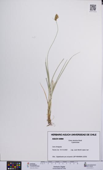 Carex decidua [Espécimen: UCH:AGUCH:0040994]