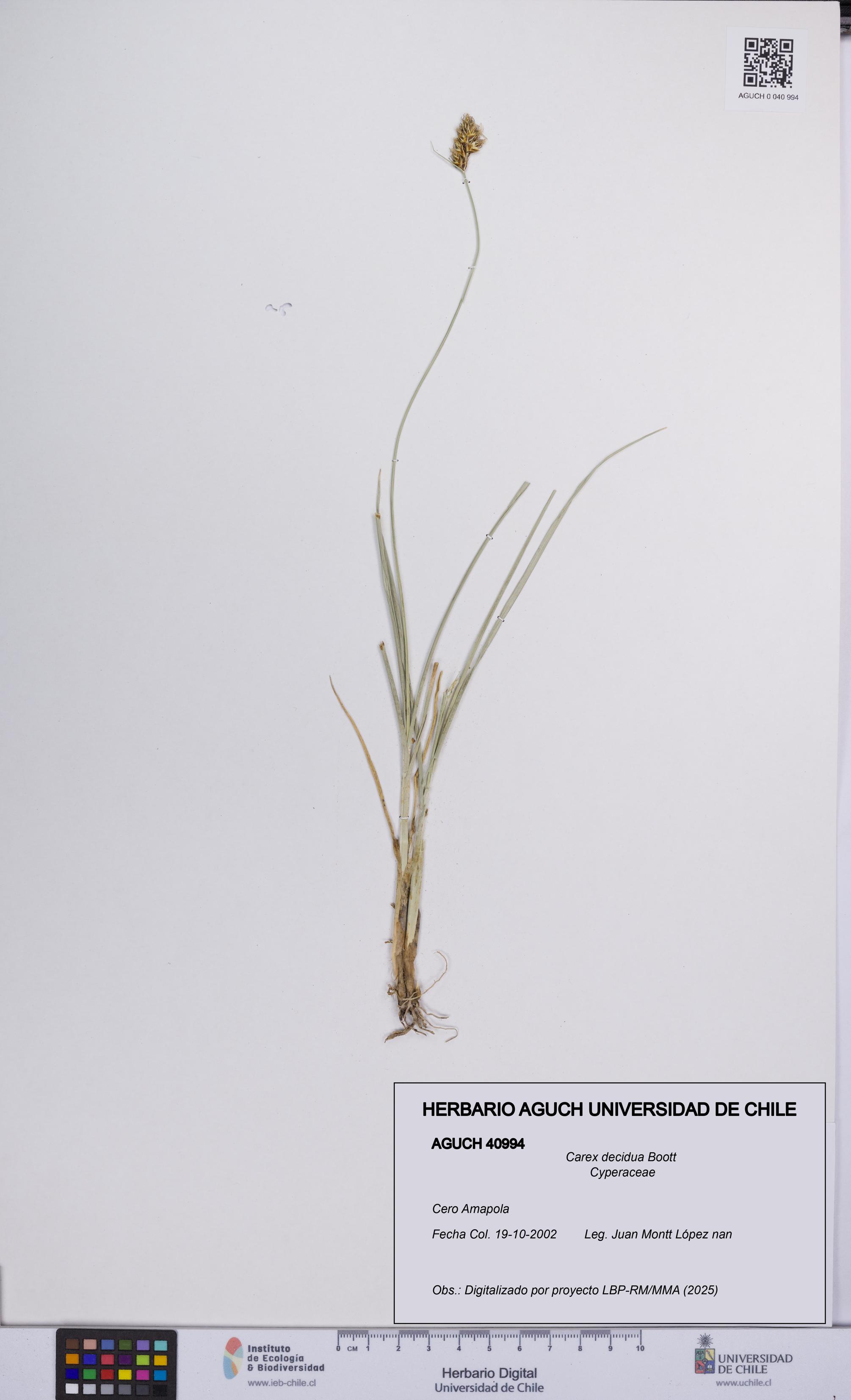 Carex decidua [Espécimen: UCH:AGUCH:0040994]