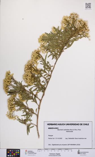 Baccharis salicifolia [Espécimen: UCH:AGUCH:0041011]