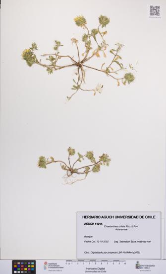 Chaetanthera ciliata [Espécimen: UCH:AGUCH:0041014]