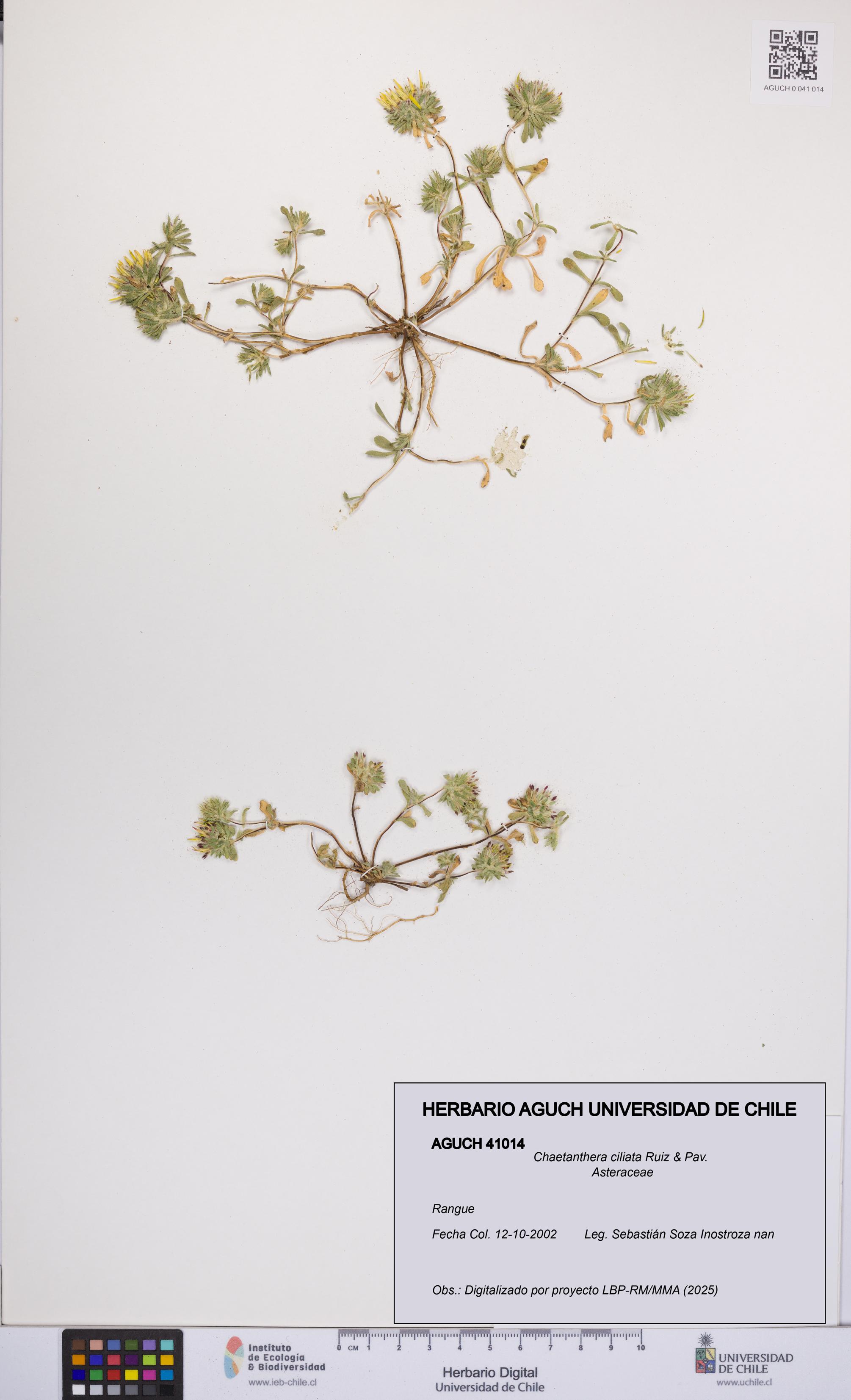 Chaetanthera ciliata [Espécimen: UCH:AGUCH:0041014]