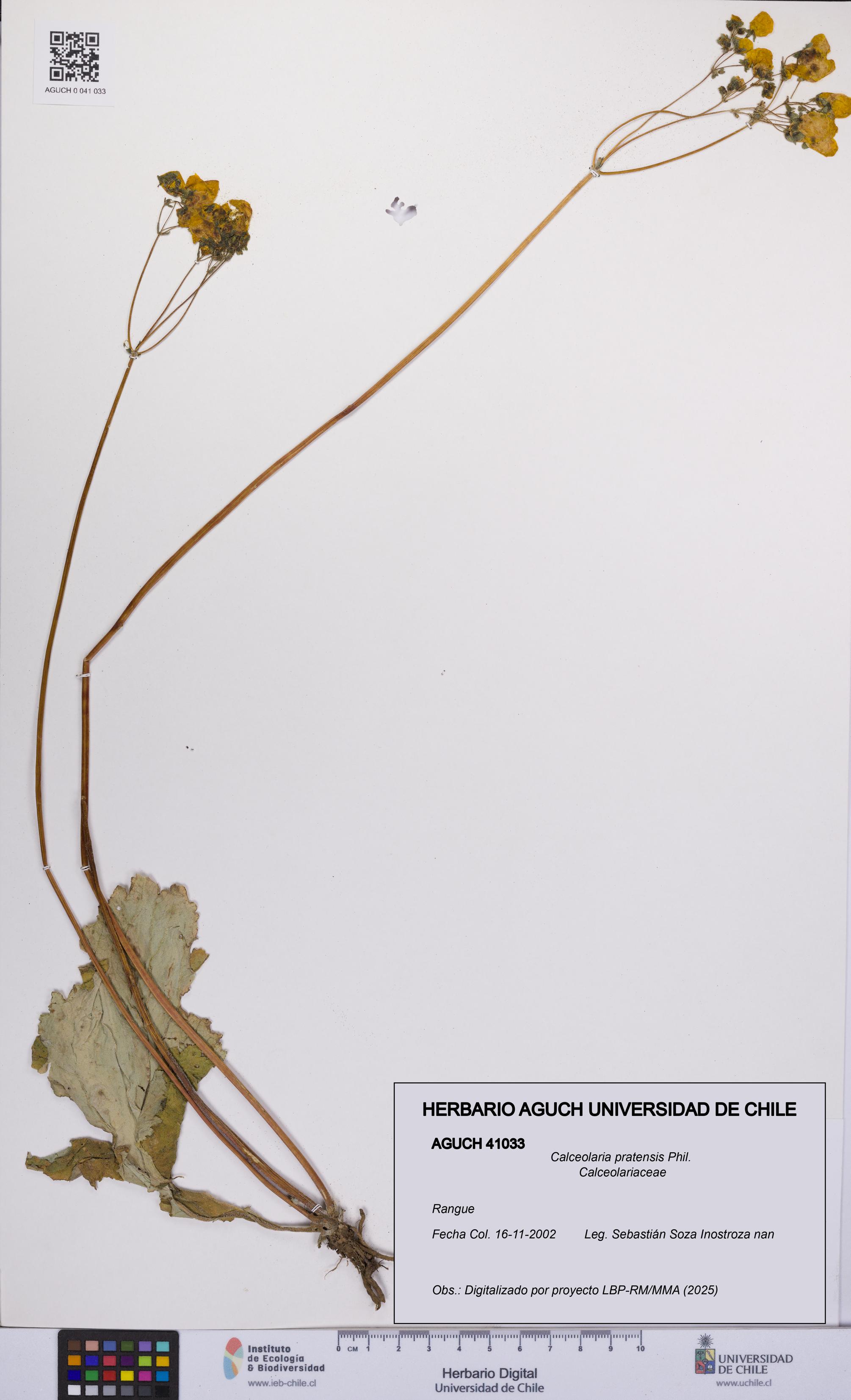 Calceolaria pratensis [Espécimen: UCH:AGUCH:0041033]