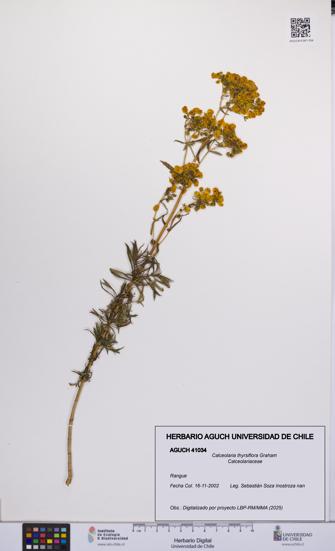 Calceolaria thyrsiflora [Espécimen: UCH:AGUCH:0041034]