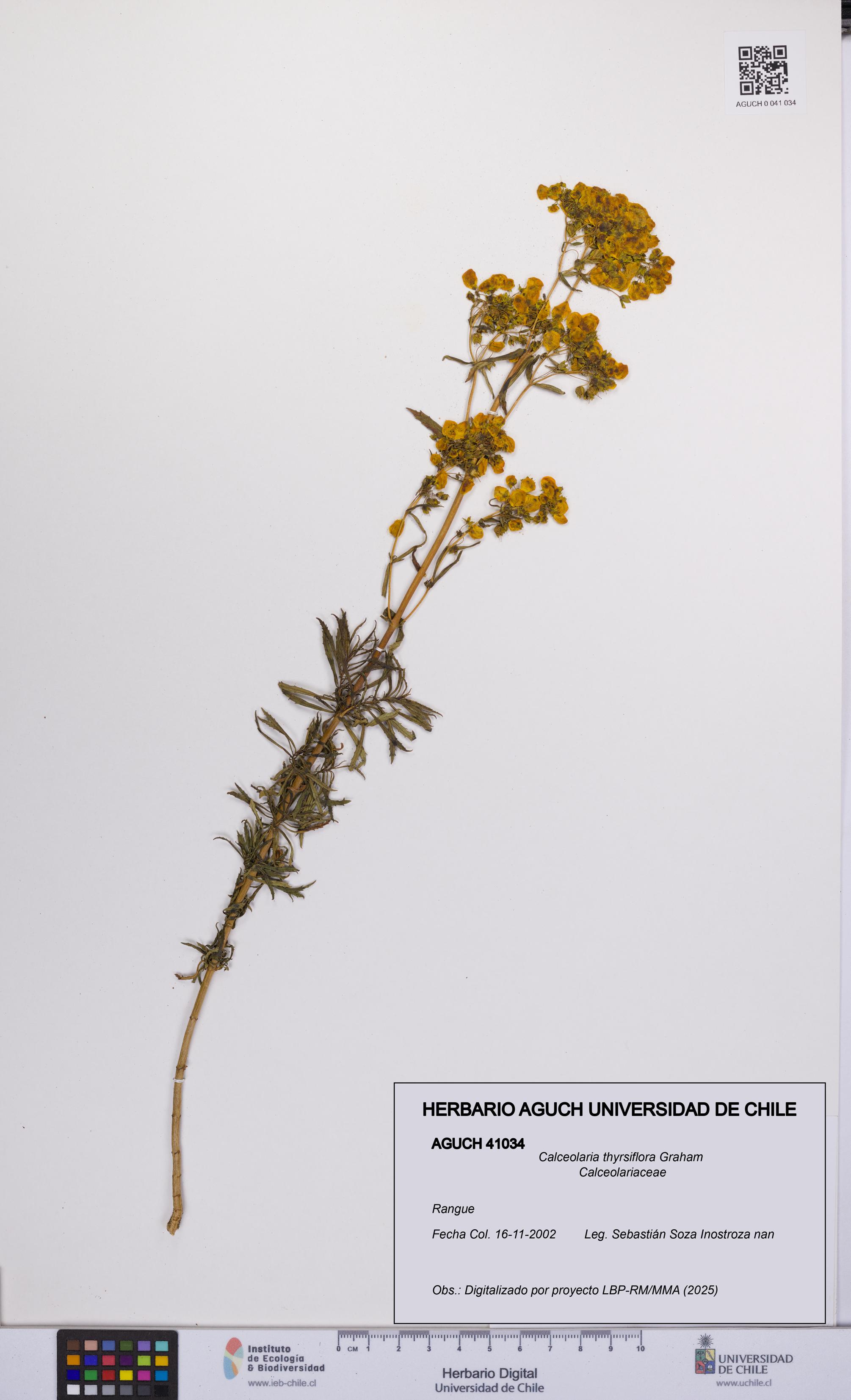 Calceolaria thyrsiflora [Espécimen: UCH:AGUCH:0041034]