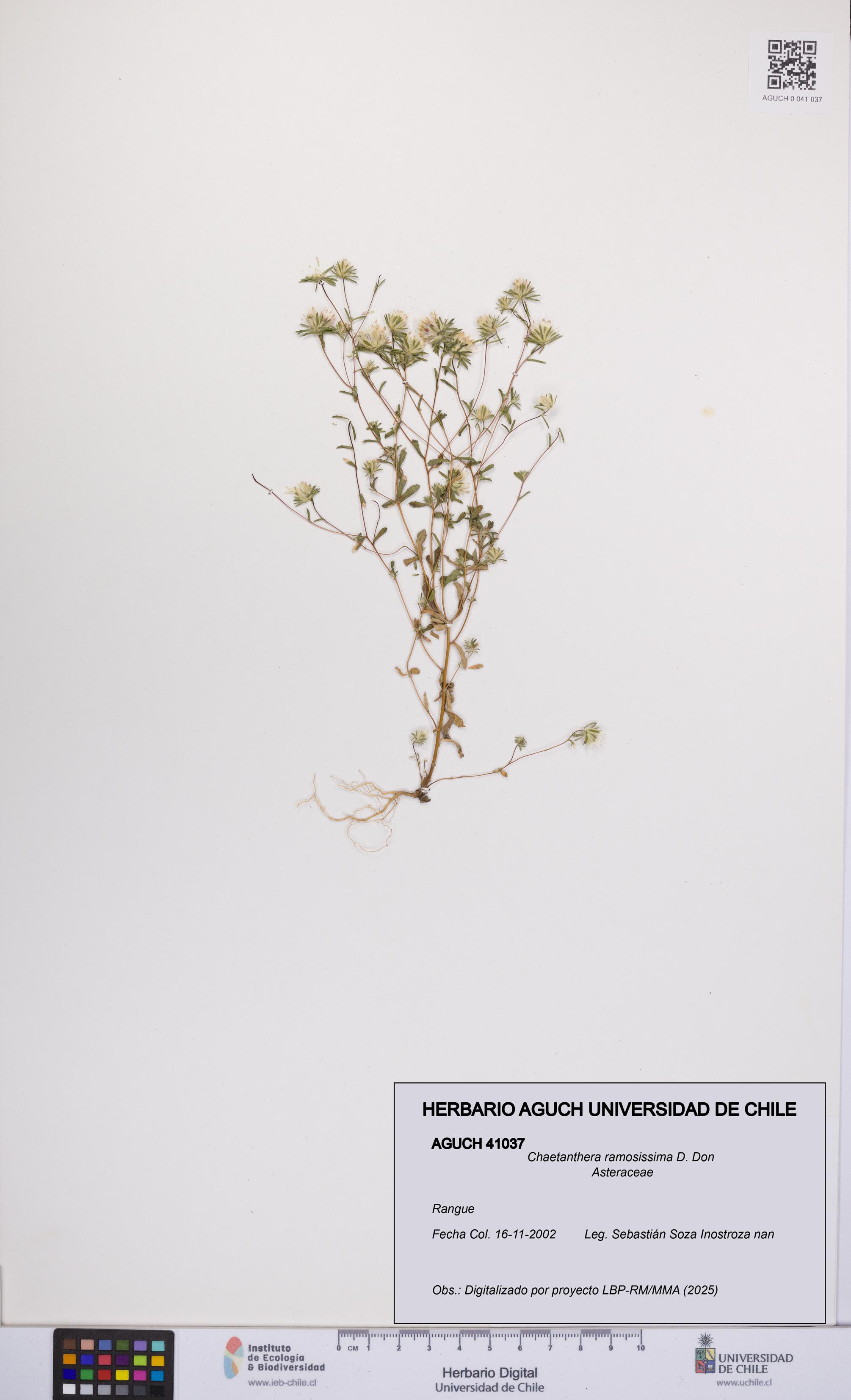 Chaetanthera ramosissima [Espécimen: UCH:AGUCH:0041037]