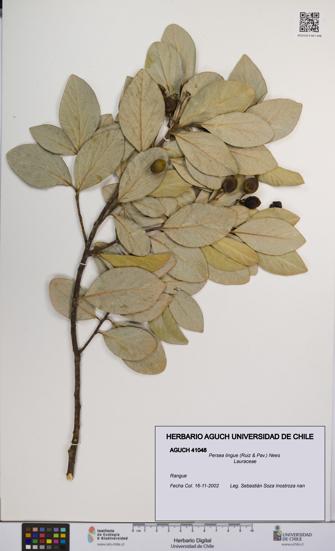 Persea lingue [Espécimen: UCH:AGUCH:0041048]