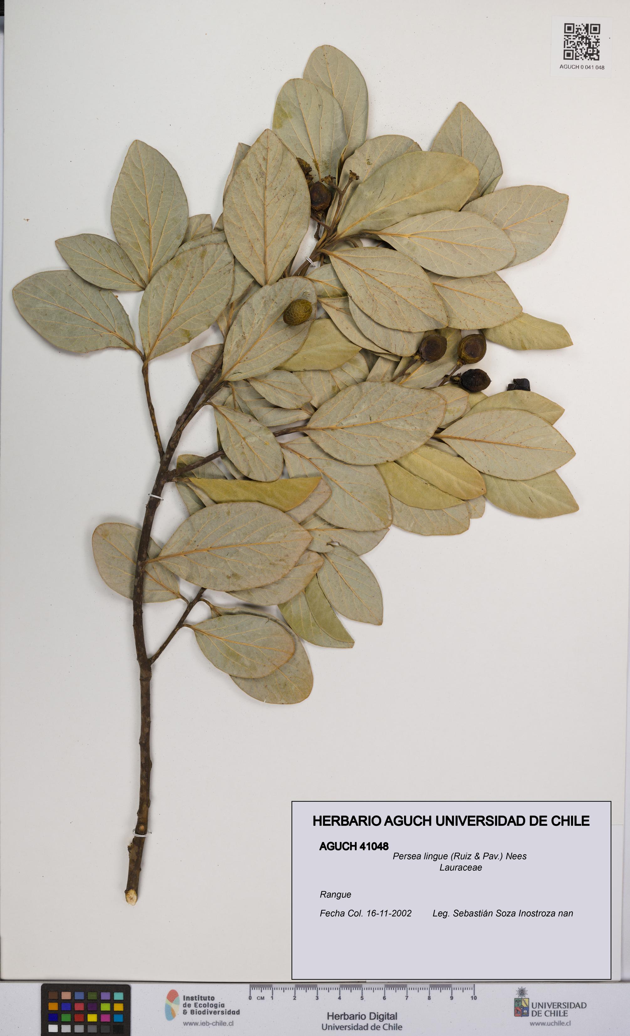 Persea lingue [Espécimen: UCH:AGUCH:0041048]