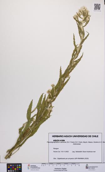 Pseudognaphalium cabrerae [Espécimen: UCH:AGUCH:0041054]