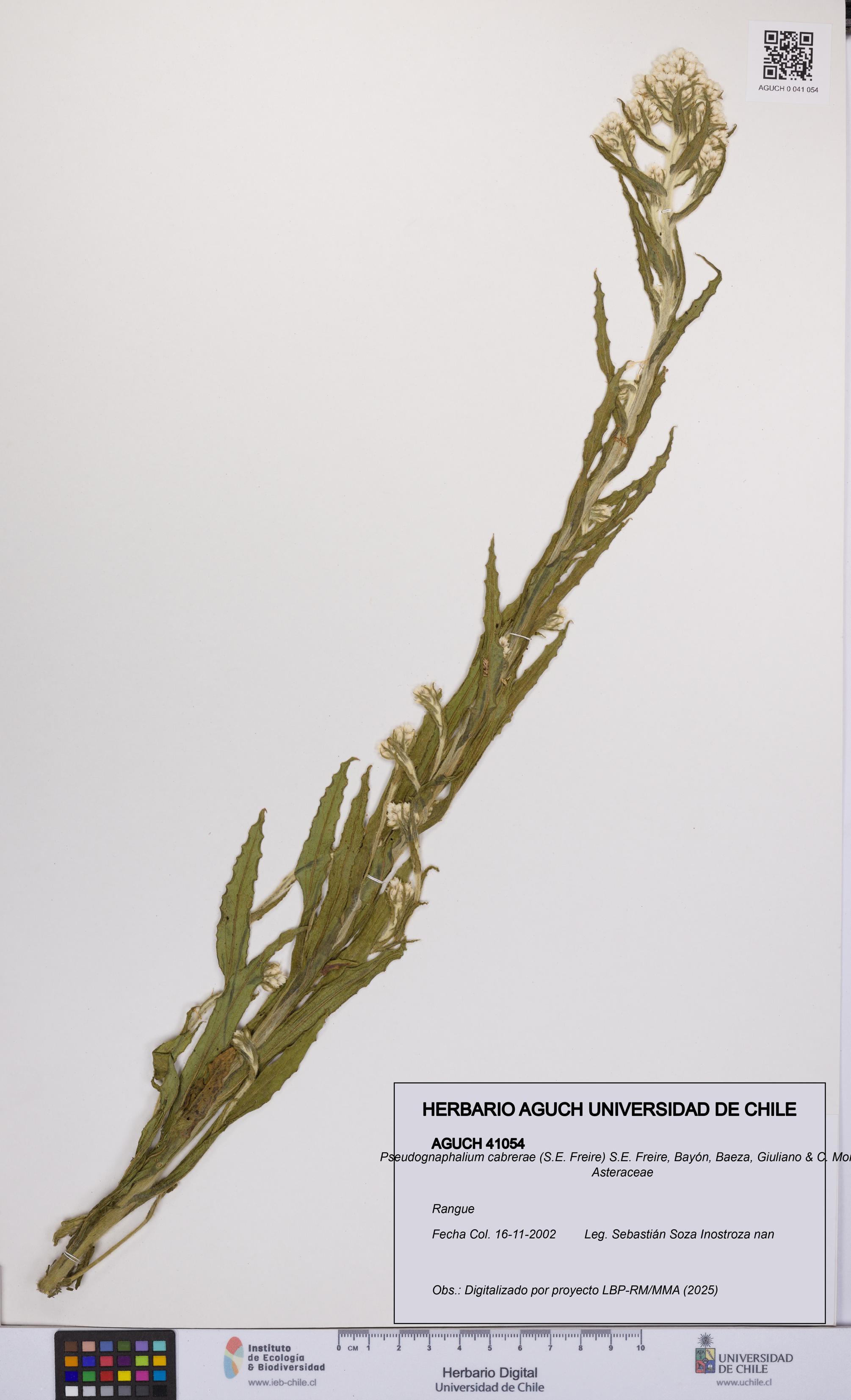 Pseudognaphalium cabrerae [Espécimen: UCH:AGUCH:0041054]