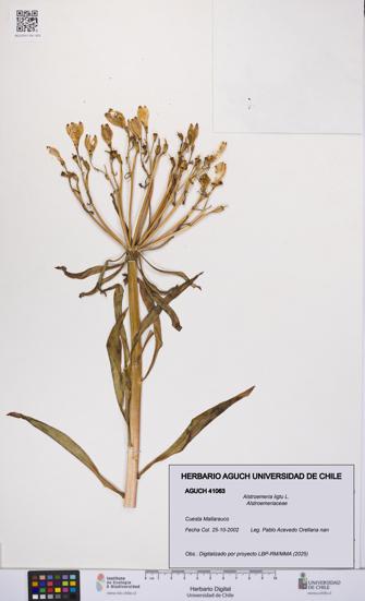 Alstroemeria ligtu [Espécimen: UCH:AGUCH:0041063]