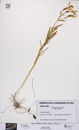 Alstroemeria pulchra [Espécimen: UCH:AGUCH:0041064]