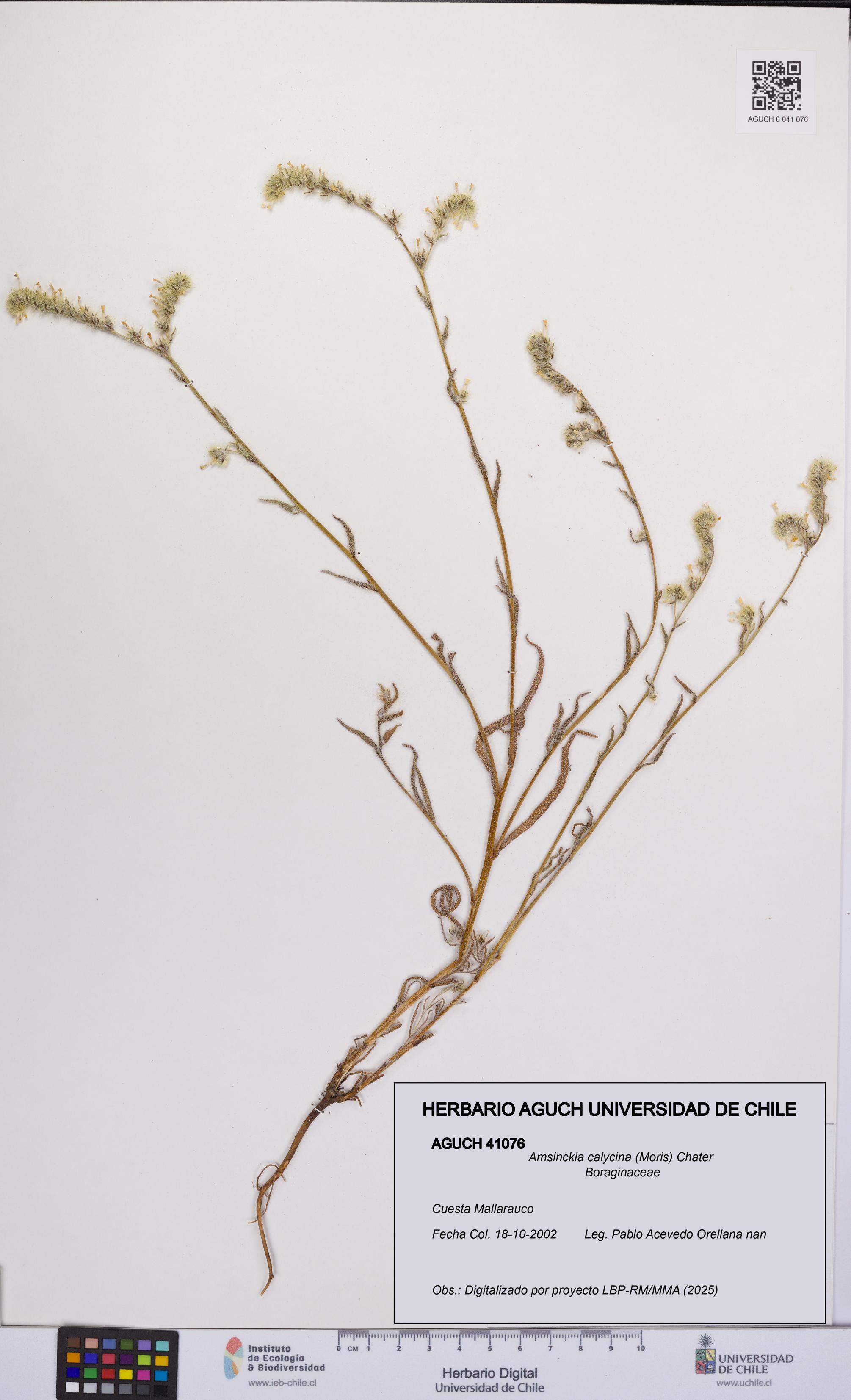 Amsinckia calycina [Espécimen: UCH:AGUCH:0041076]