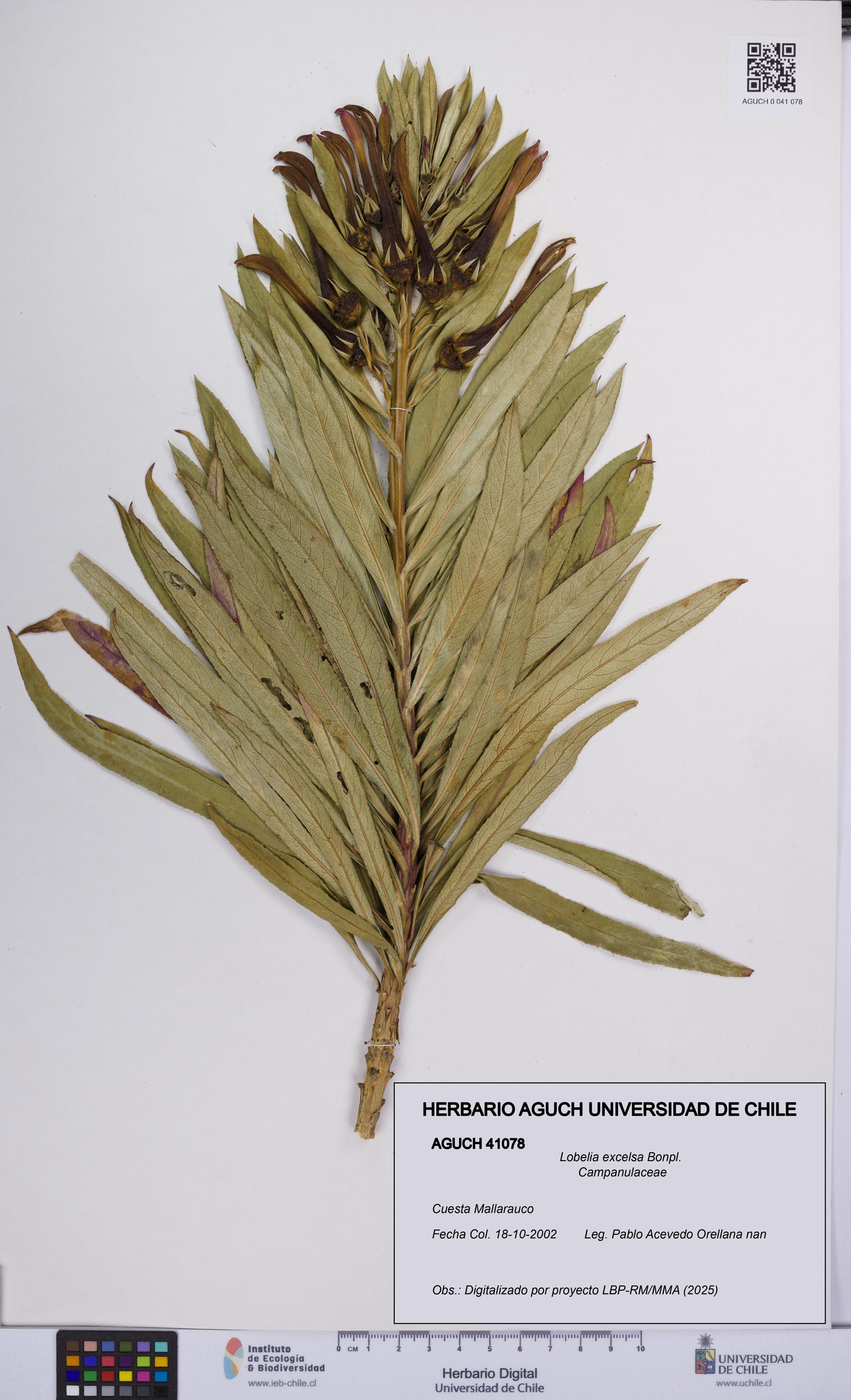 Lobelia excelsa [Espécimen: UCH:AGUCH:0041078]