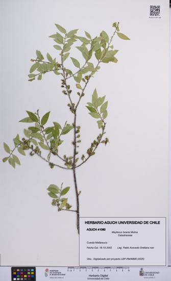 Maytenus boaria [Espécimen: UCH:AGUCH:0041080]