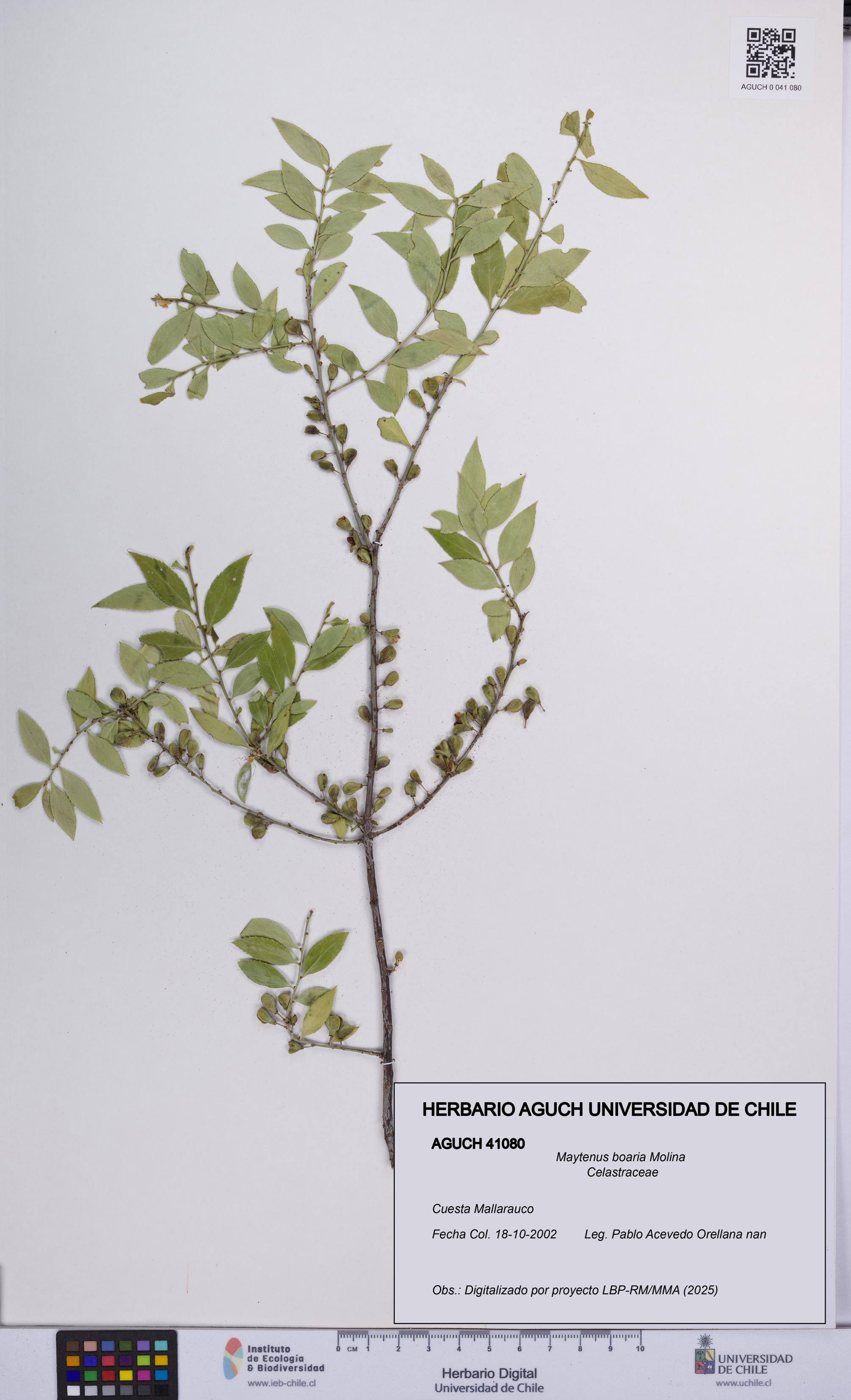 Maytenus boaria [Espécimen: UCH:AGUCH:0041080]