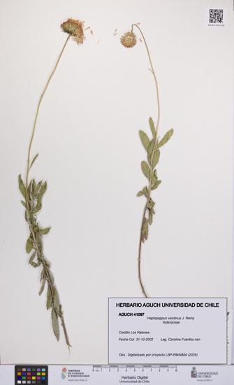 Haplopappus velutinus [Espécimen: UCH:AGUCH:0041097]