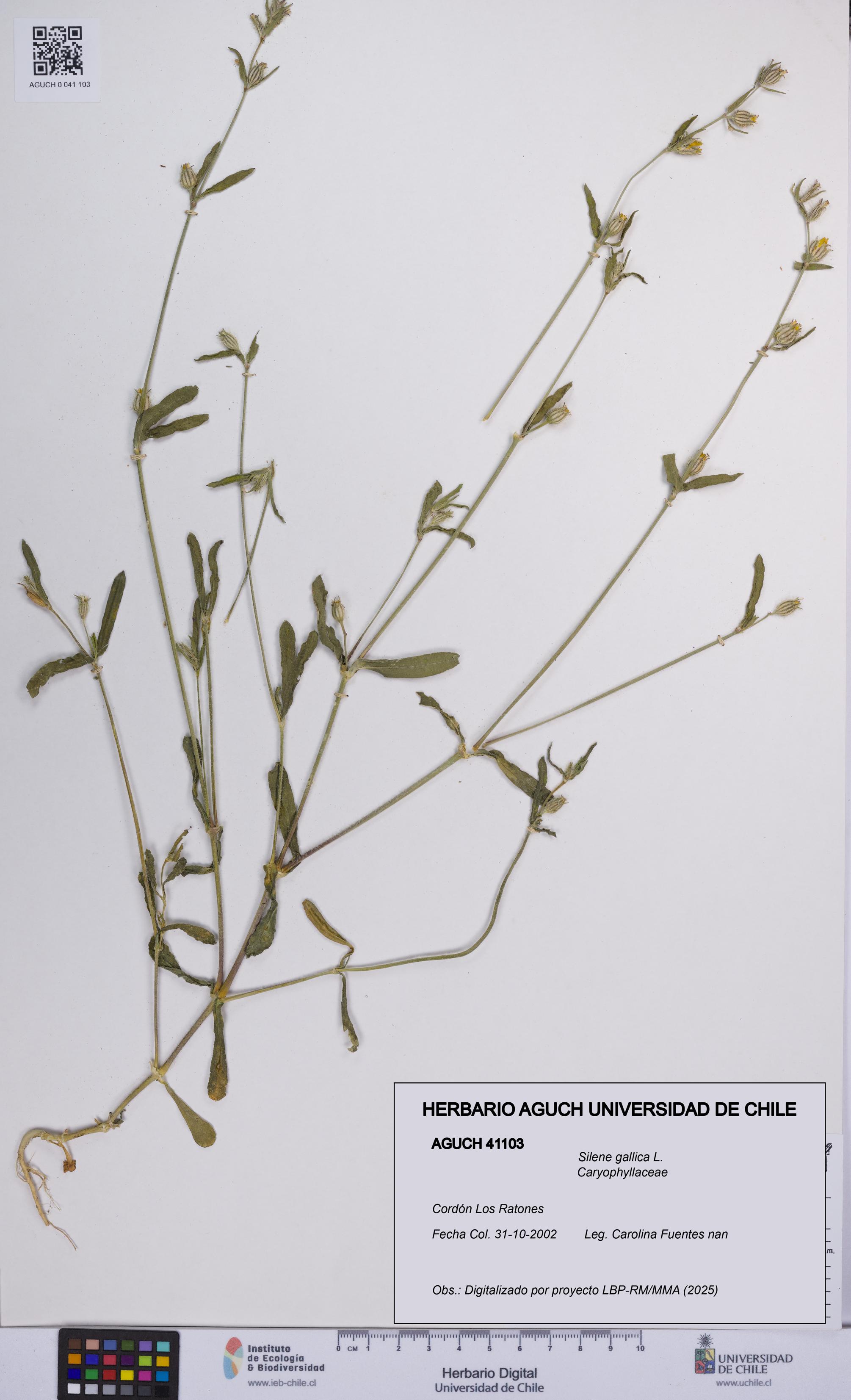 Silene gallica [Espécimen: UCH:AGUCH:0041103]