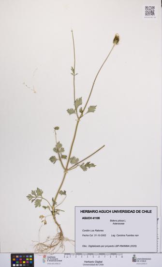 Bidens pilosa [Espécimen: UCH:AGUCH:0041105]