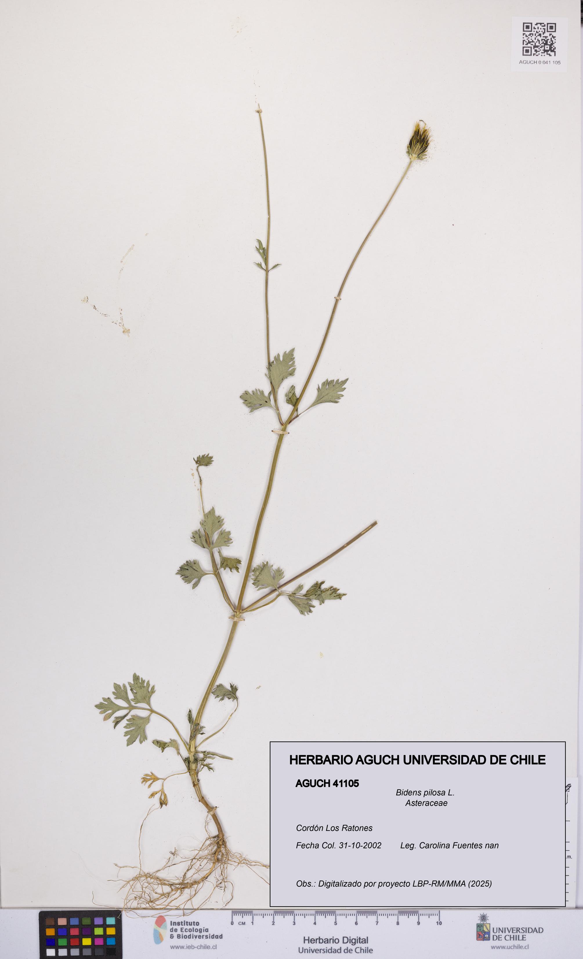 Bidens pilosa [Espécimen: UCH:AGUCH:0041105]