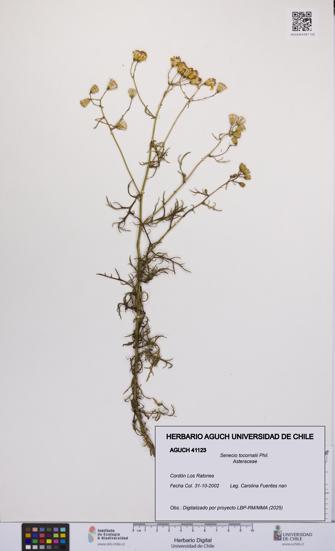 Senecio tocornalii [Espécimen: UCH:AGUCH:0041123]