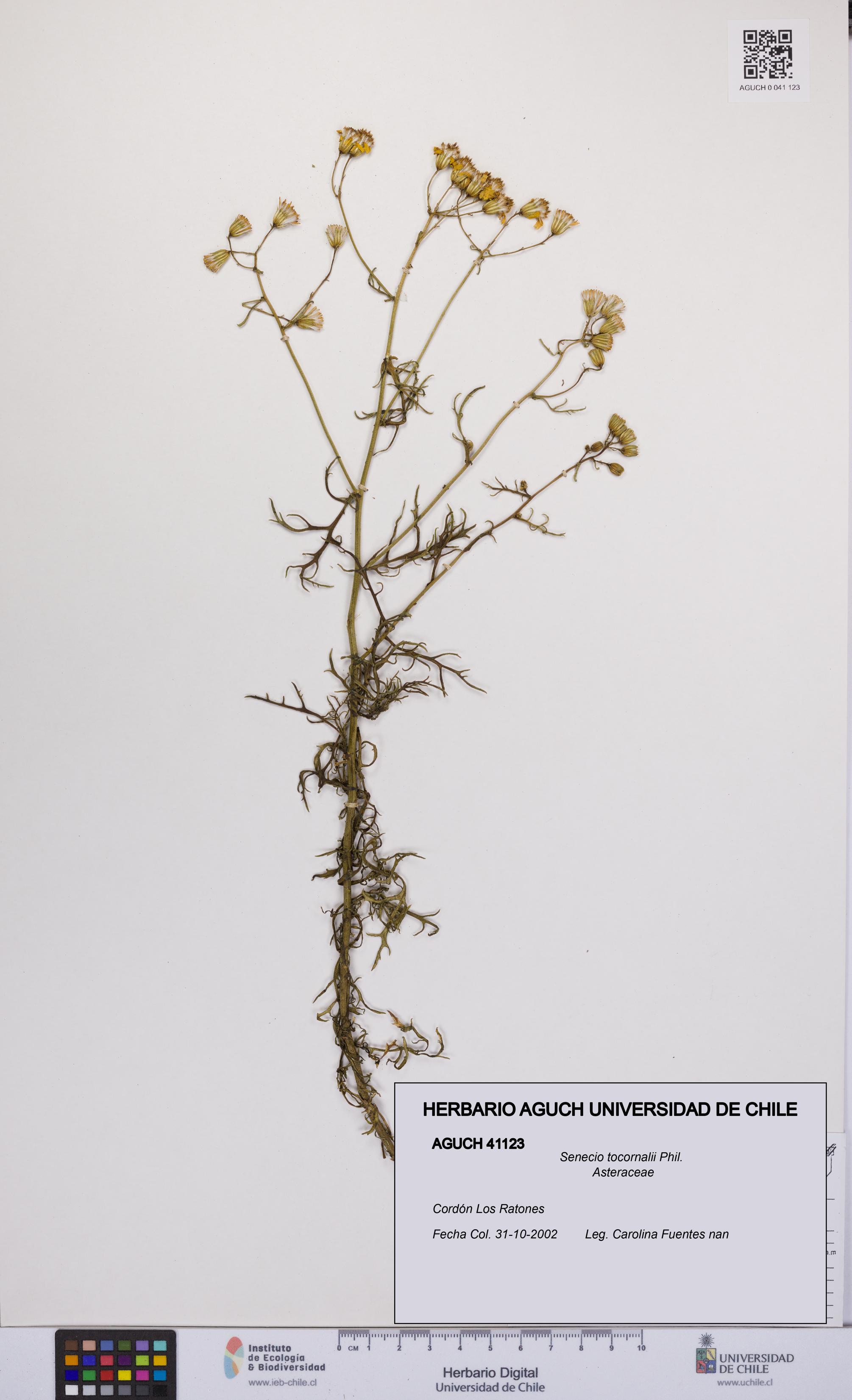 Senecio tocornalii [Espécimen: UCH:AGUCH:0041123]