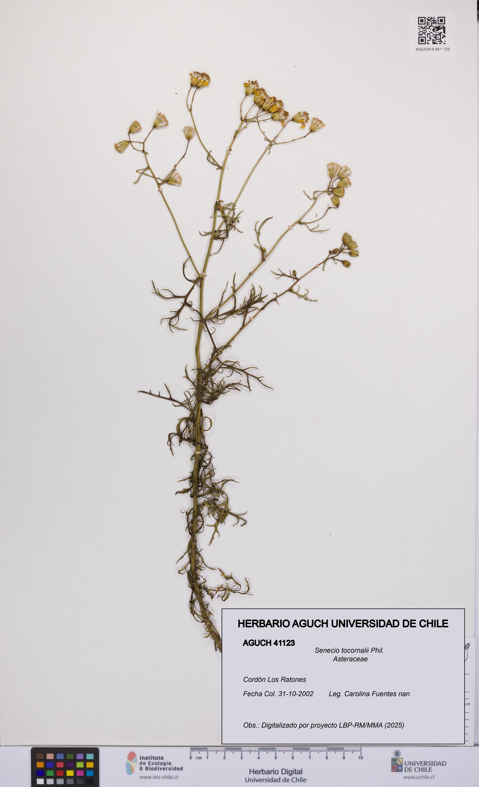 Senecio tocornalii [Espécimen: UCH:AGUCH:0041123]